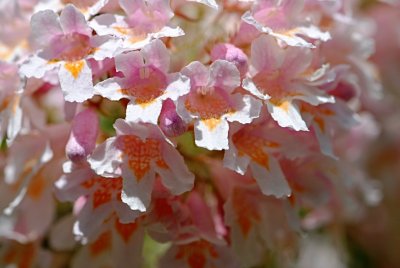 Kolkwitzia amabilis - kolkwitzia krásná - květenství 2